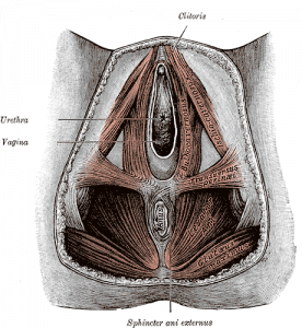 The Pelvic Floor Muscles in pregnancy